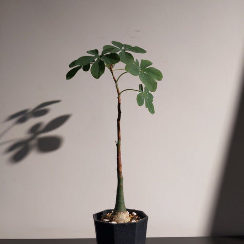 Adenia glauca (S) 幻蝶蔓