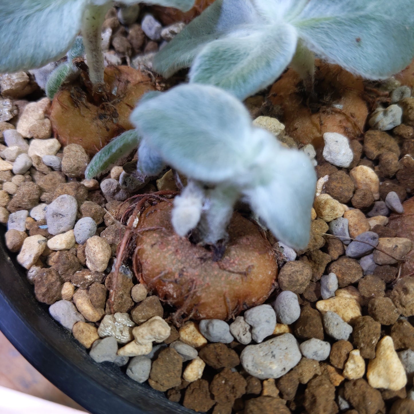 Sinningia Leucotricha (Seedling) 斷崖女皇