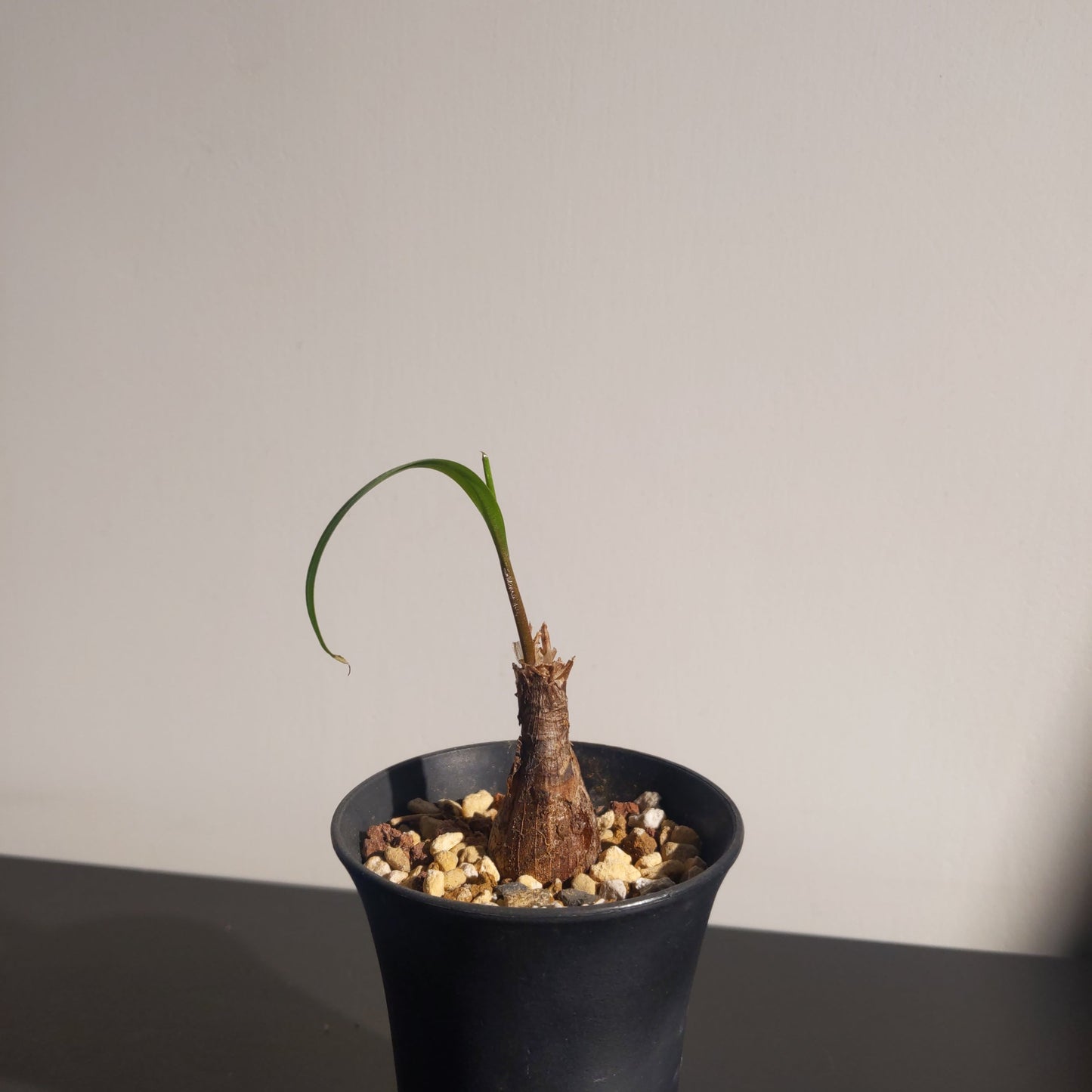 Ledebouria crispa (S) 波浪葉油點百合