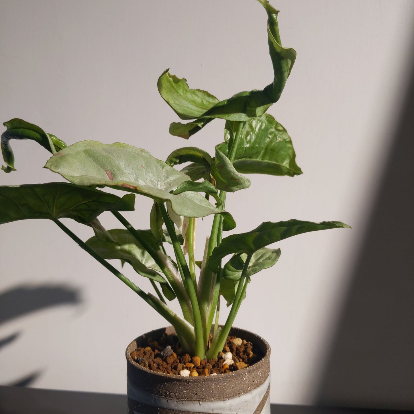 Neoalsomitra sarcophylla (S) 厚葉棒錘瓜
