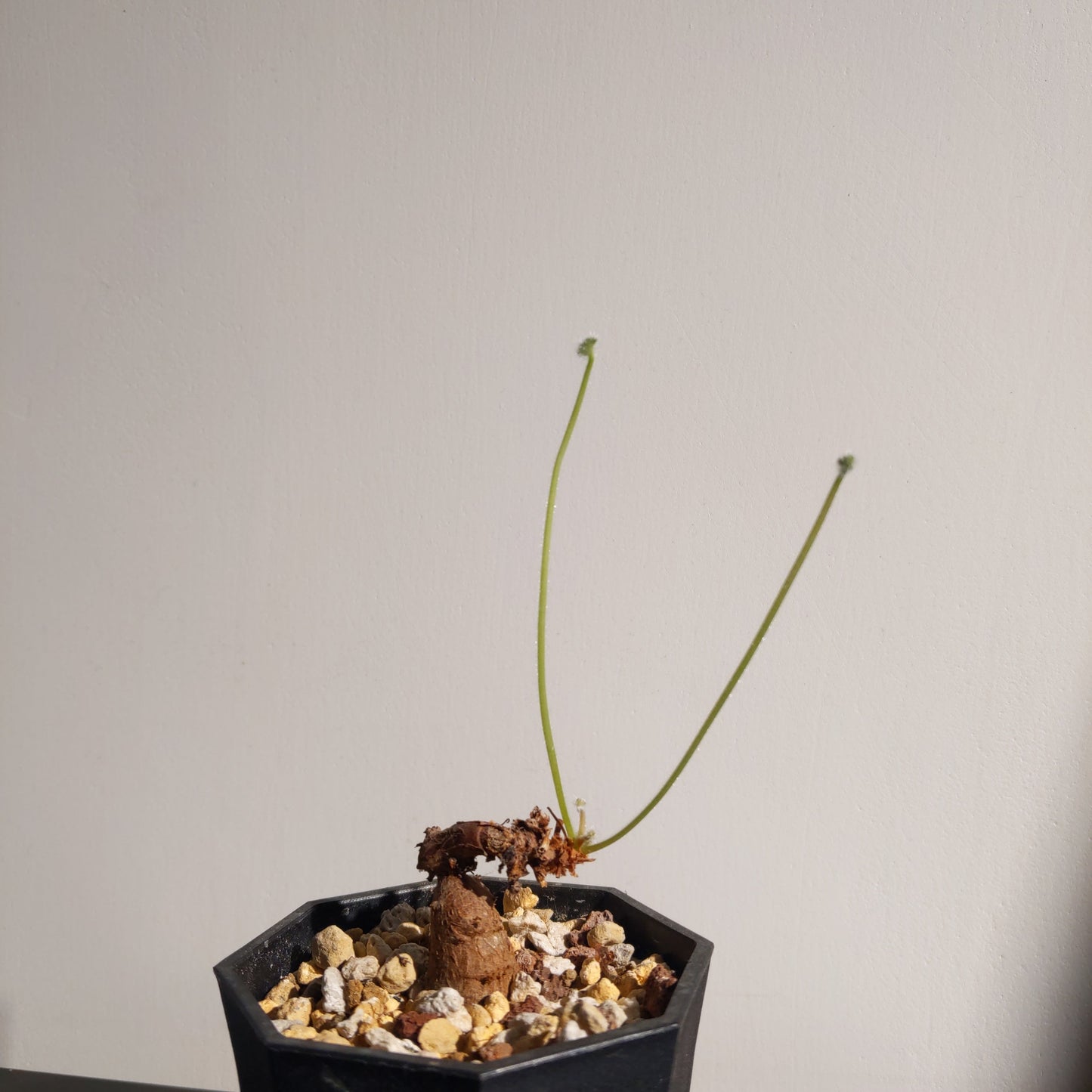 Pelargonum lobatum (S) 羅伯塔洋葵