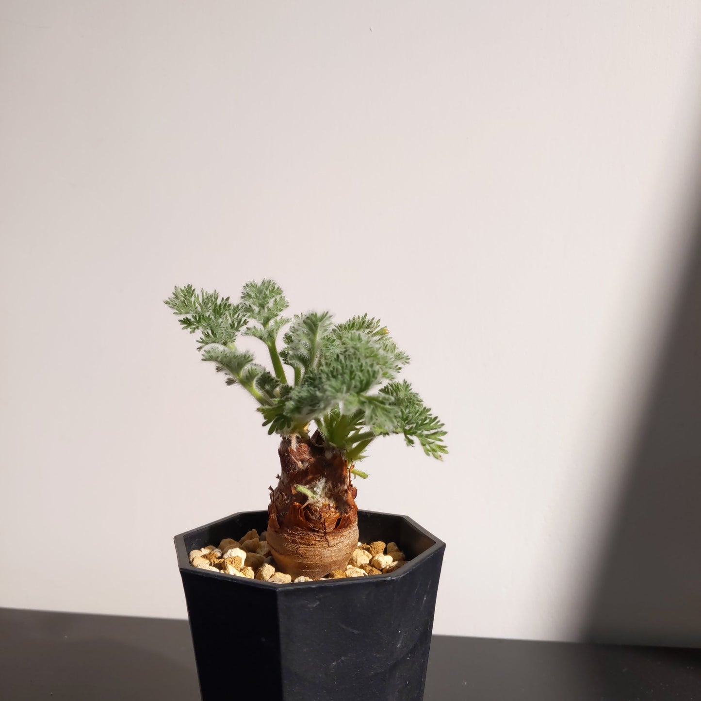 Pelargonium appendiculatum (S) 羽葉洋葵
