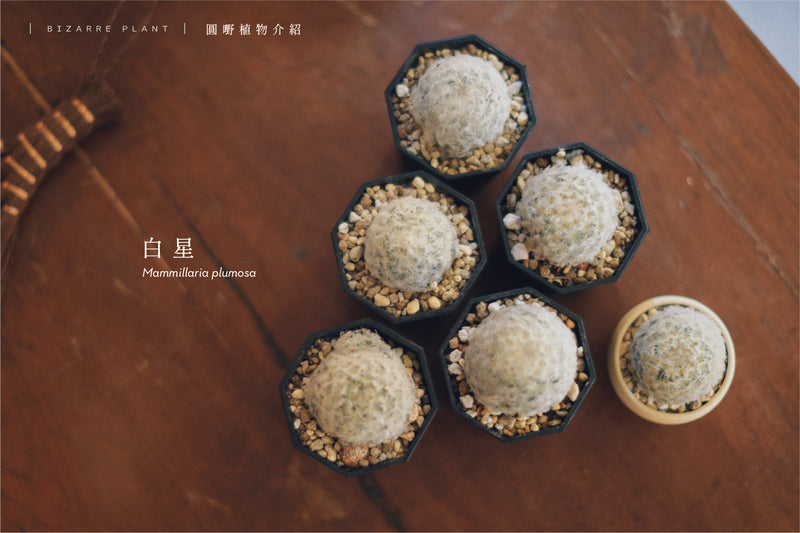 ｜ ʙɪᴢᴀʀʀᴇ ᴘʟᴀɴᴛ ｜ 白星  Mammillaria plumosa
