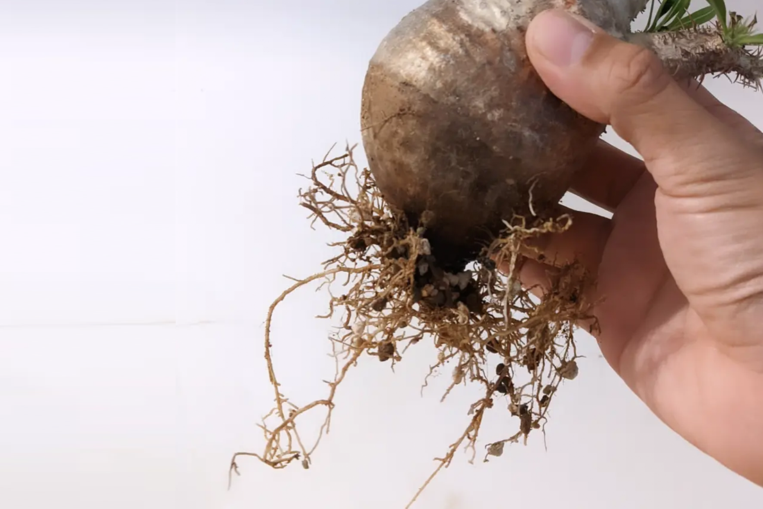 【植物根系教學】為什麼植物水培轉土培總是GG？搞懂中水生根與土生根分別
