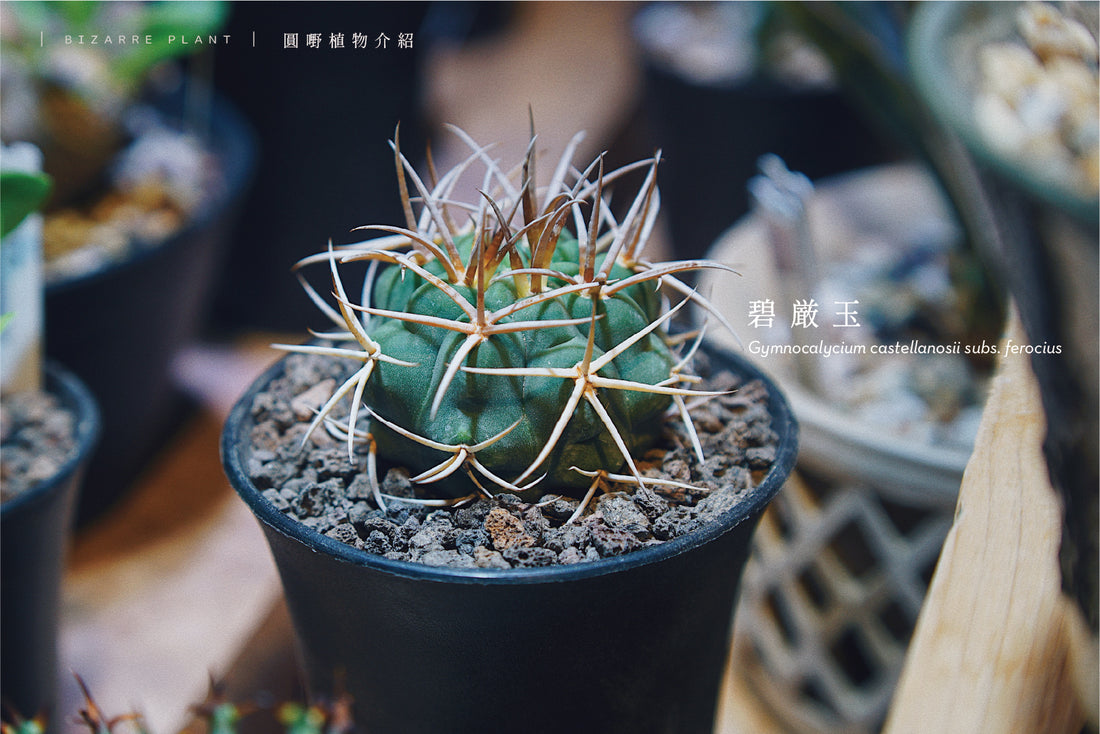 ｜ ʙɪᴢᴀʀʀᴇ ᴘʟᴀɴᴛ ｜ 碧厳玉  Gymnocalycium castellanosii ssp. ferocious