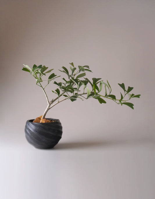 接受植物給你的心心吧 ｜Schefflera emarginata 斯里蘭卡鵝掌藤 , Vincent Law