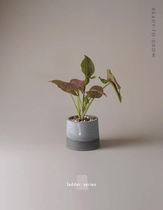 Ladder Pot Series with Syngonium "Neon Pink" 合果芋 霓虹粉