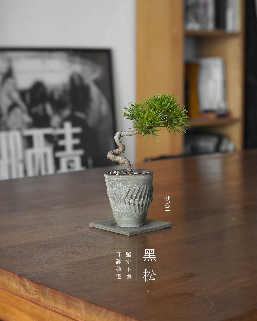家中的守護神 - 001 | 黑松 Japanese Black Pine , VERNA
