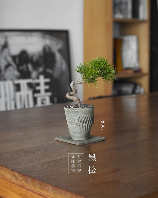 家中的守護神 - 001 | 黑松 Japanese Black Pine , VERNA