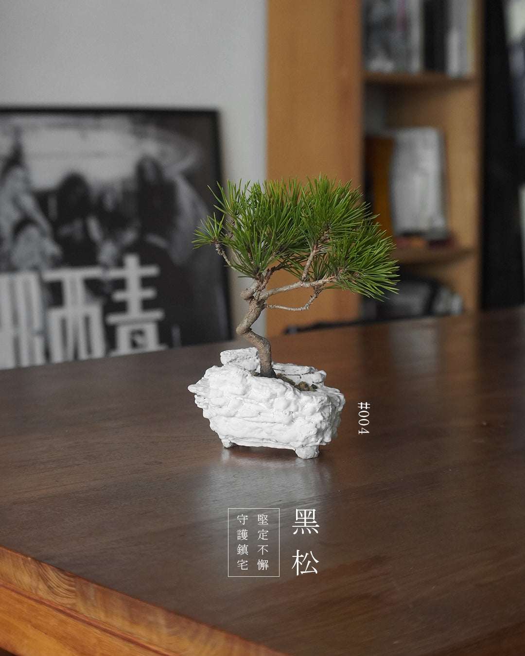 家中的守護神- 004 | 黑松Japanese Black Pine , CLEO LAU - 家中的