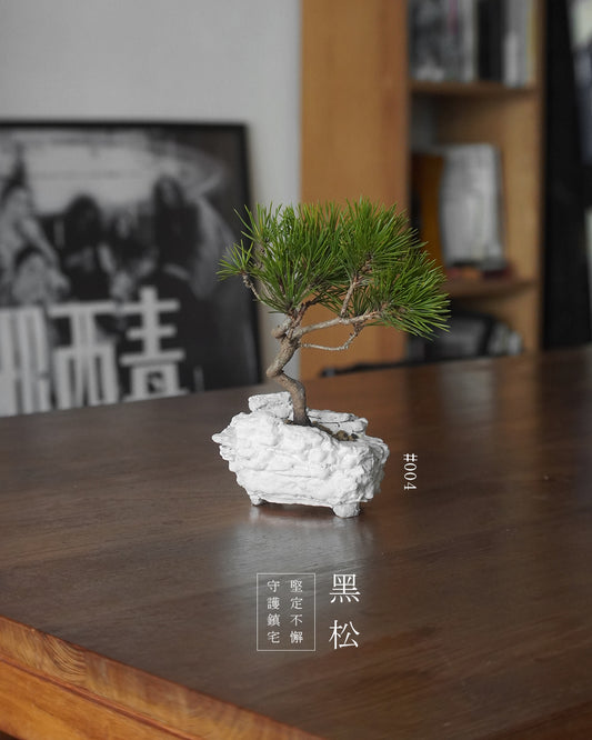 家中的守護神 - 004 | 黑松 Japanese Black Pine , CLEO LAU