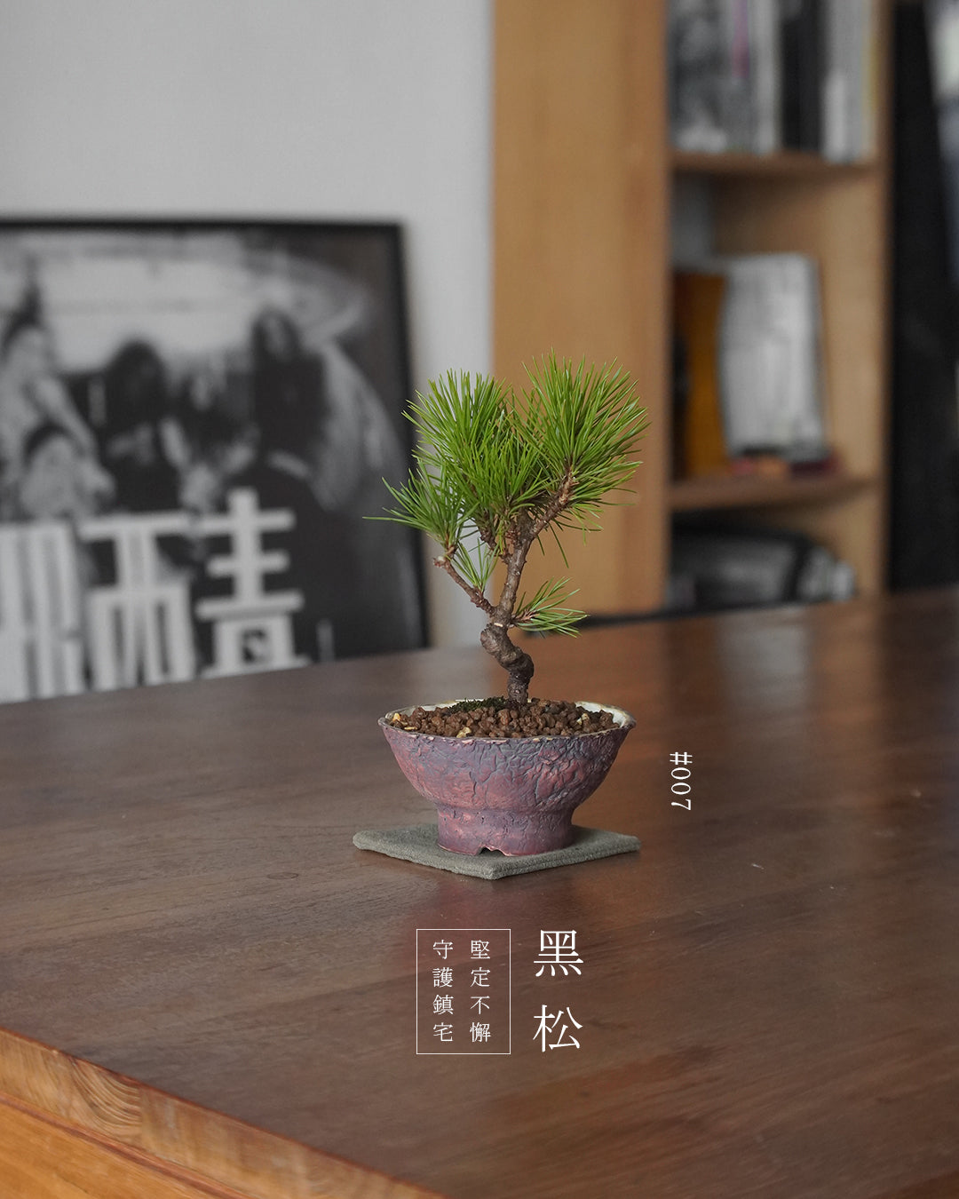 家中的守護神 - 007 | 黑松 Japanese Black Pine , MAY LOO