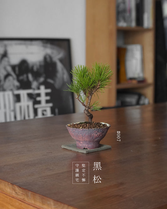 家中的守護神 - 007 | 黑松 Japanese Black Pine , MAY LOO