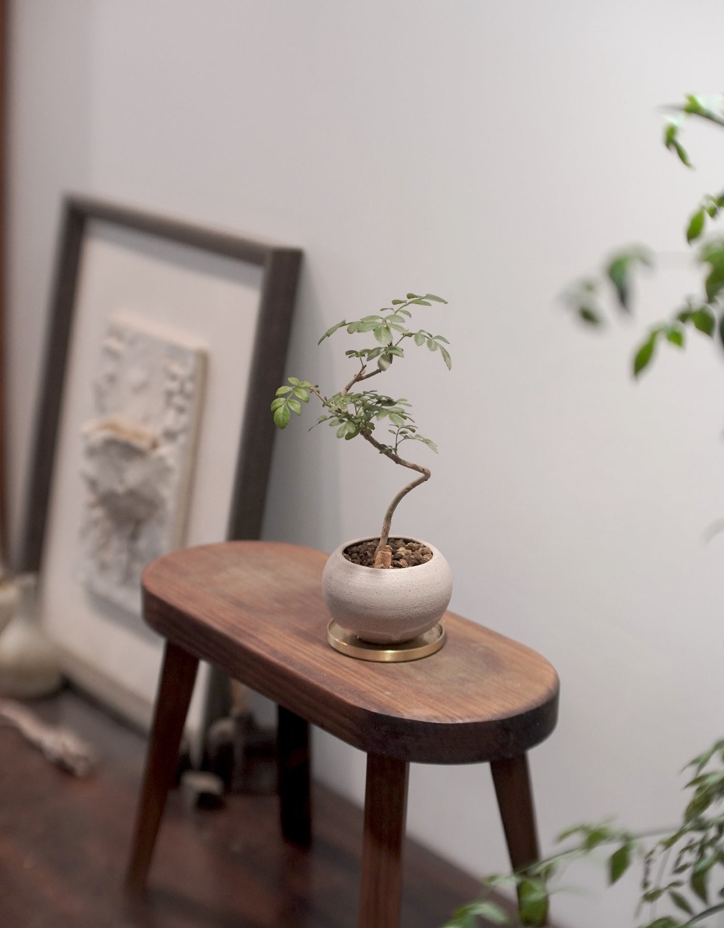 種一支「榮恩的魔杖」吧 ｜白蠟 Fraxinus hupehensis , YANN CHENG