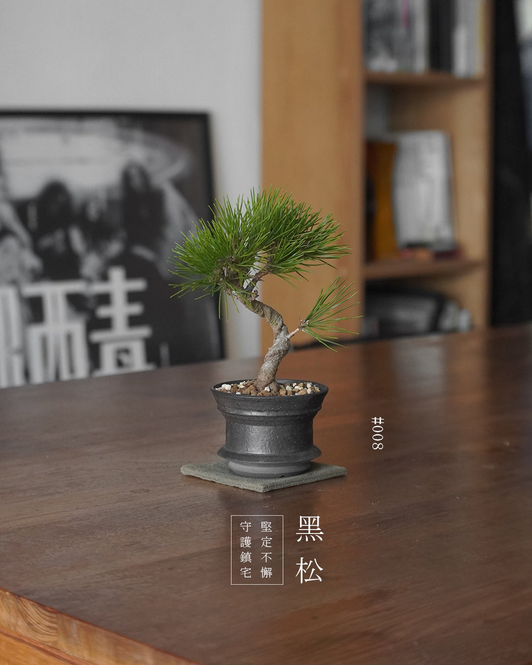 家中的守護神 - 008 | 黑松 Japanese Black Pine , BENNY TO 陶啟安
