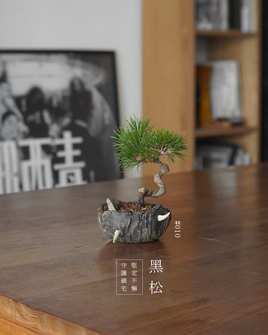 家中的守護神 - 010 | 黑松 Japanese Black Pine , YANN CHENG