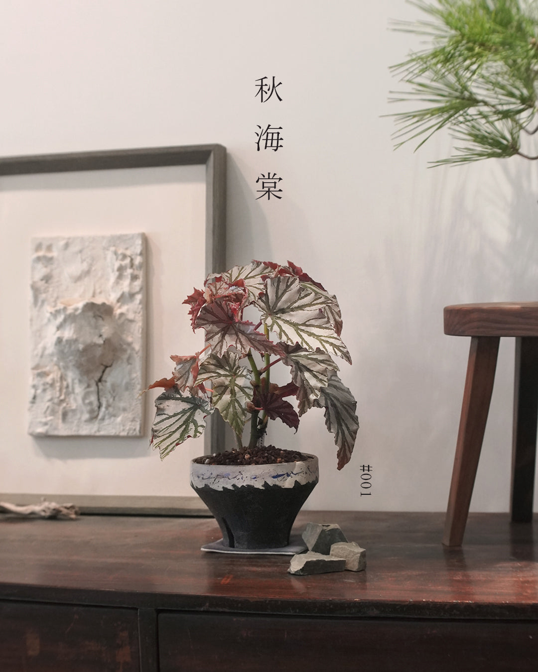 質感與色彩兼備的植物 - 001 | Begonia 'Highway'  海威 秋海棠 , HIDEAKI NUMANO 沼野秀章