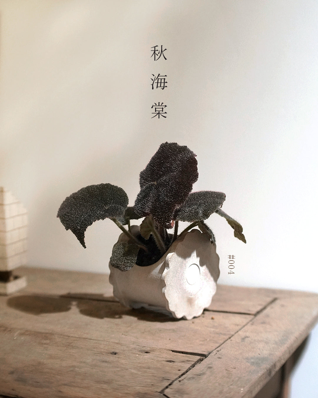 質感與色彩兼備的植物 - 004 | Begonia masoniana 'River' 秋海棠 , KIT WING 黃潔鋌