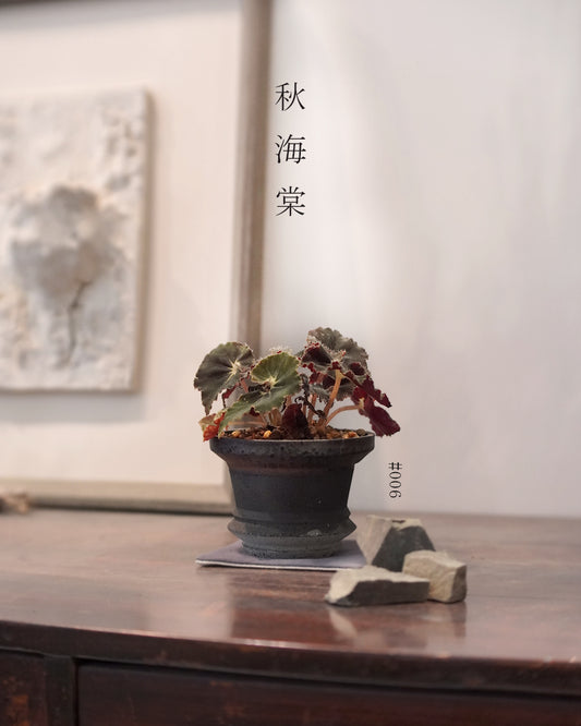 質感與色彩兼備的植物 - 006 | Begonia 'Black Velvet' 黑天鵝 秋海棠 , BENNY TO 陶啟安