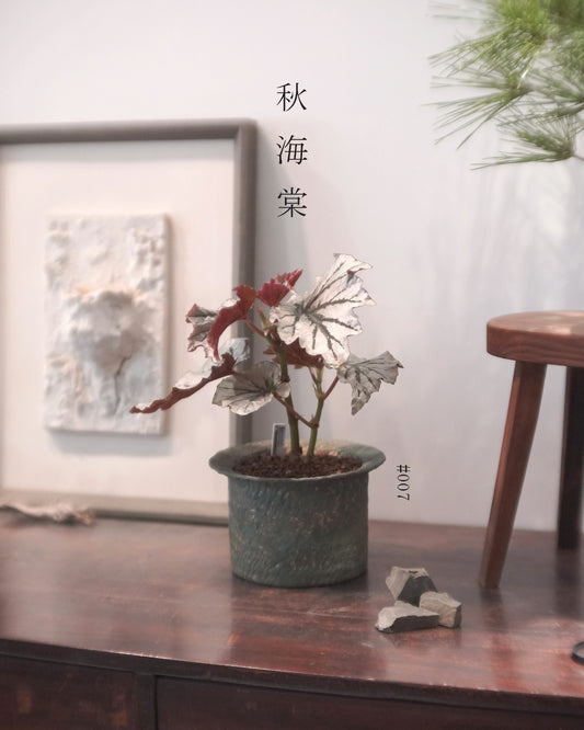 質感與色彩兼備的植物 - 007 | Begonia ‘Looking Glass’ 魔鏡 秋海棠 , KAYIN LAM 林家燕