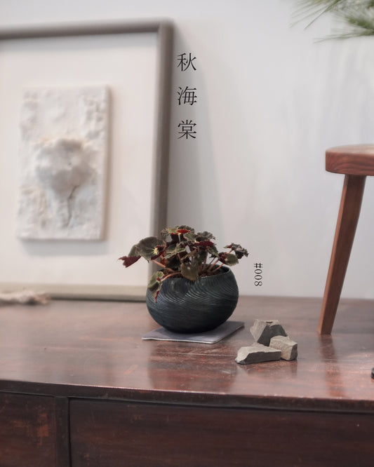 質感與色彩兼備的植物 - 008 | Begonia 'Black Velvet' 黑天鵝 秋海棠 , VINCENT LAW 羅縉壕