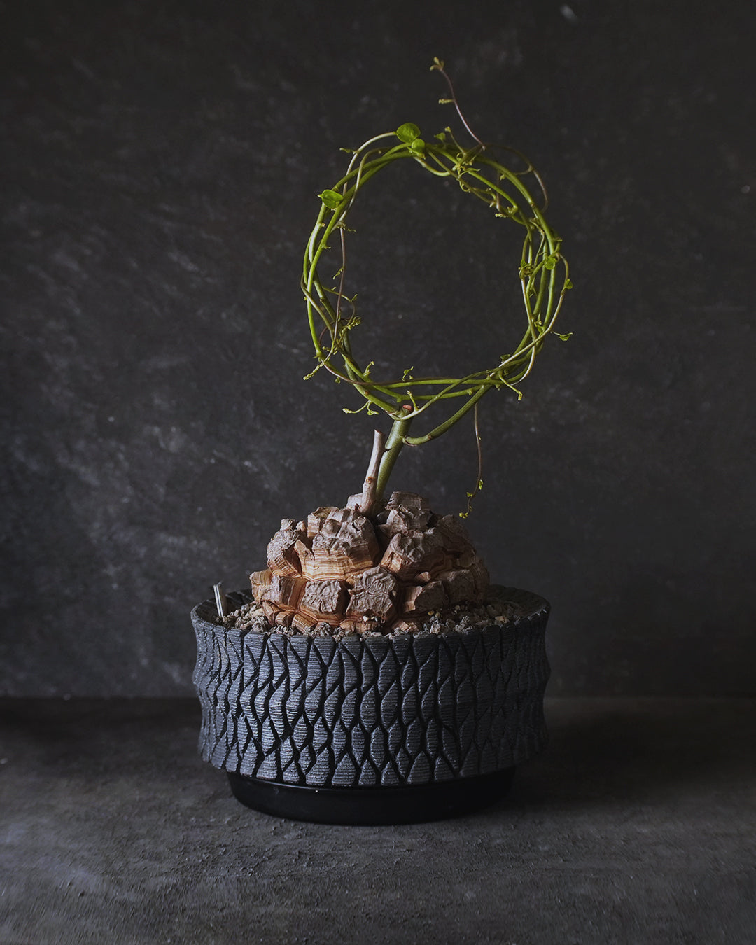 裂縫中的攀爬者  DE001 ｜ 南非龜甲龍 Dioscorea  elephantipes  , 沖誠  Bark 笠間焼 植木鉢