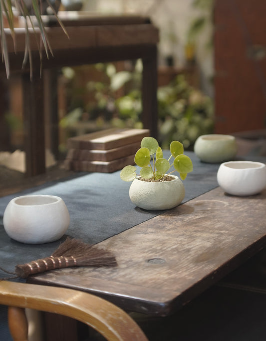 ROUND ROUND No. 01 | 鏡面草 Pilea peperomioides, YANN CHENG