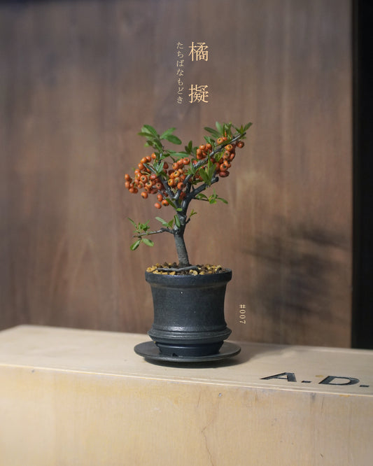 碩果纍纍的 橘擬 - 007 | 橘擬 たちばなもどき , BENNY TO 陶啟安