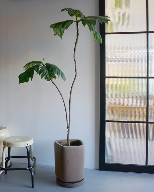不會令你長胖的「麵包」樹 -01 |  Breadfruit Tree  太平洋麵包樹  Artocarpus altilis  [包指定地區送貨*］