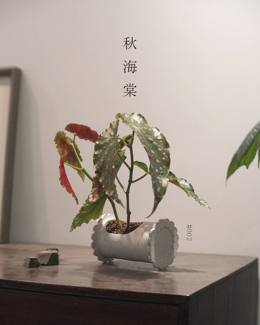 質感與色彩兼備的植物 - 003 | Begonia 'Amelia' 粉旗魚 秋海棠 , KIT WONG 黃潔鋌