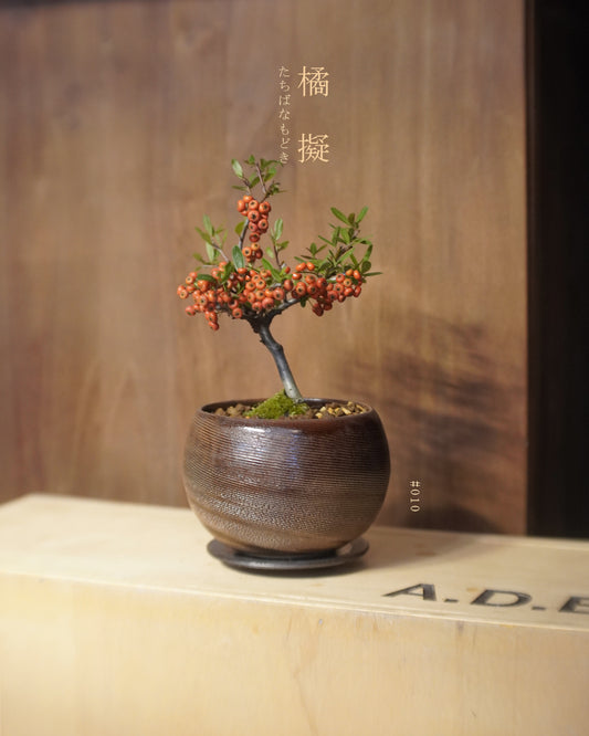 碩果纍纍的 橘擬 - 010 | 橘擬 たちばなもどき ,VINCENT LAW 羅縉壕