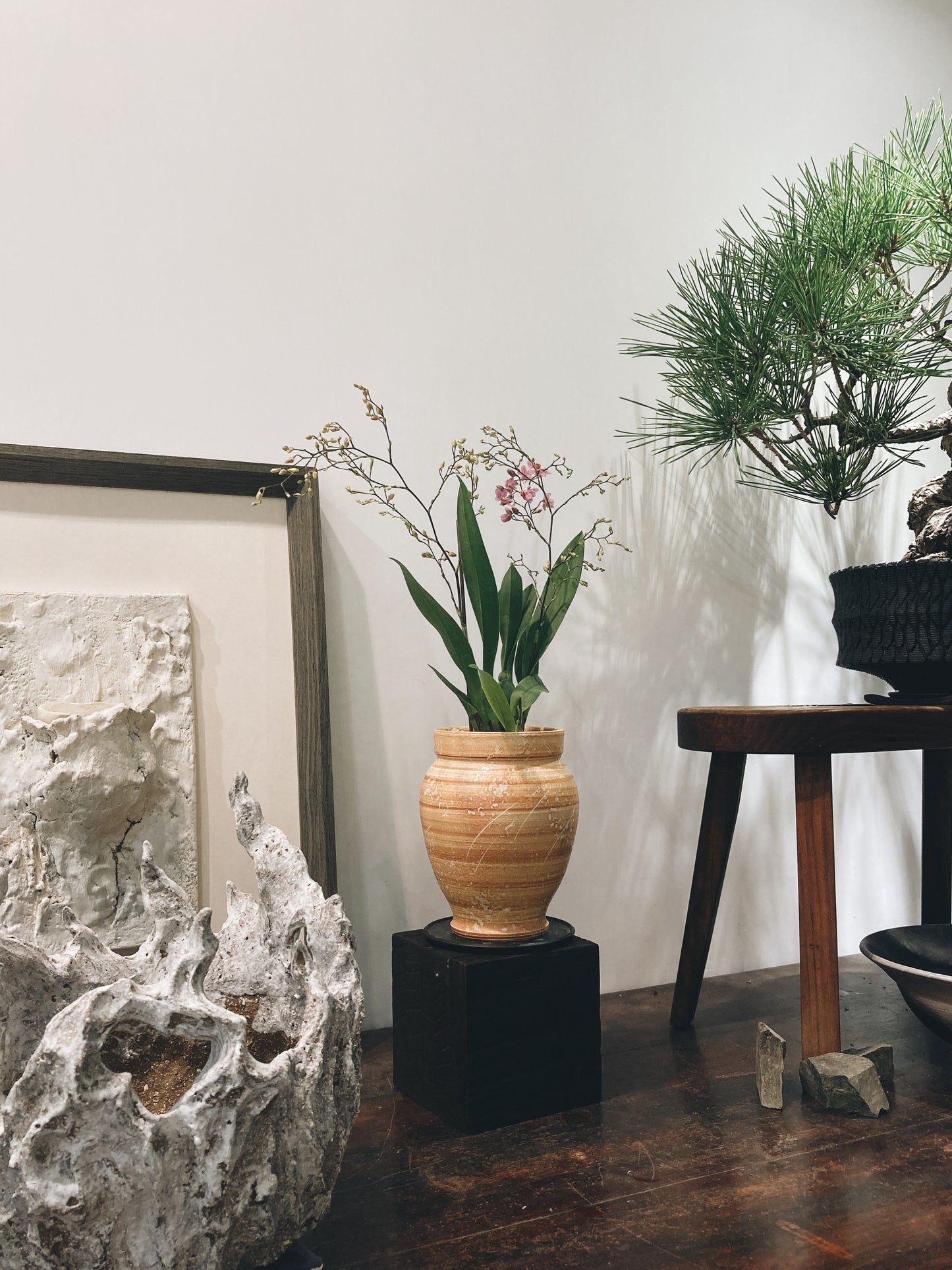 一朶朶快要爆花的 文心蘭  |  Oncidium spp.  粉紅夢香 迷你文心蘭 , IVAN YUNG