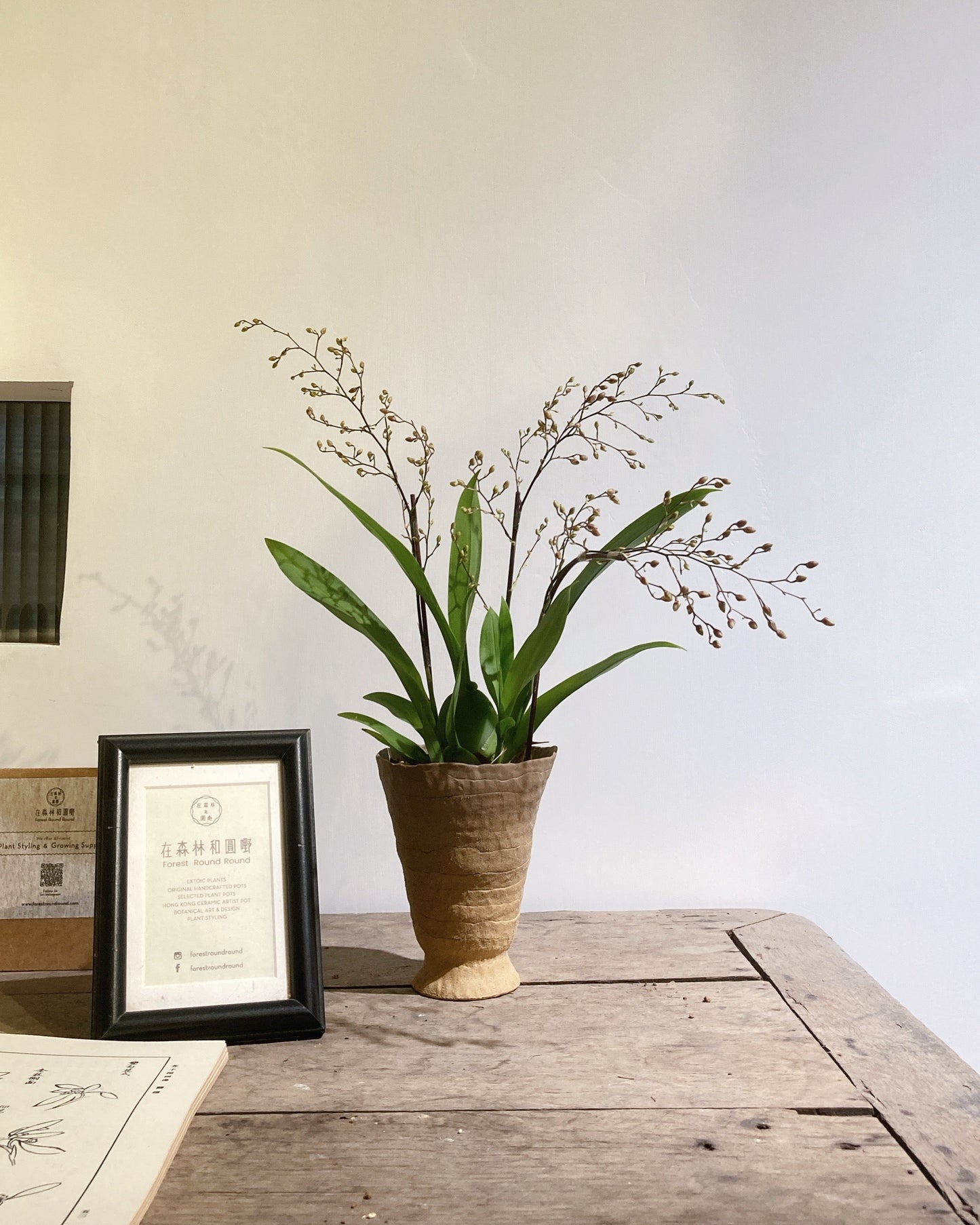 讓人愉快無憂無慮的 粉紅夢香 迷你文心蘭   |  Oncidium spp.  粉紅夢香 迷你文心蘭 , IVAN YUNG