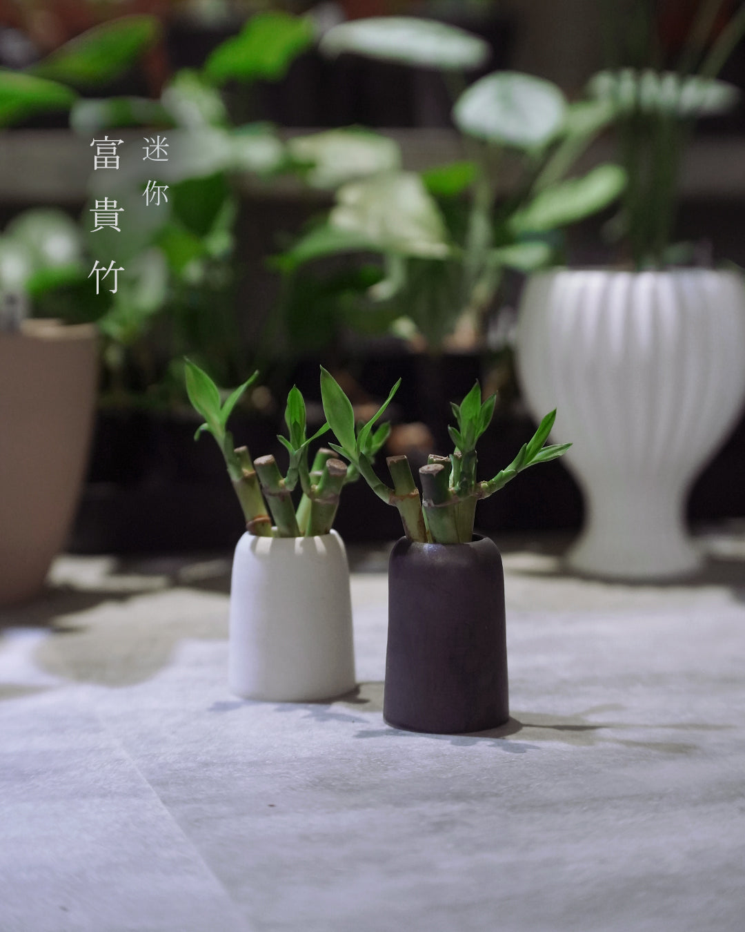 迷你富貴竹 x 山形陶器  | 富貴竹 / 開運竹 , YANN CHENG
