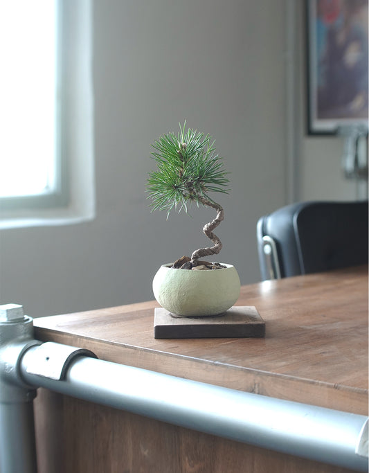 長在草餅上的黑松 ｜黑松 Pinus thunbergii , Yann Cheng