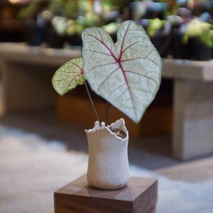 [圓嘢本地繁殖] Caladium bicolor 彩葉芋