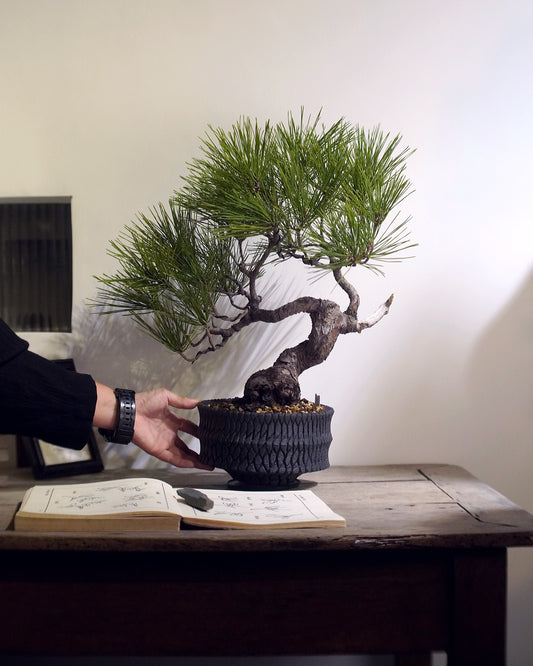 蒼勁堅毅的盆栽表表者  ｜ 黑松 Japanese Black Pine , 沖誠  Bark 笠間焼 植木鉢