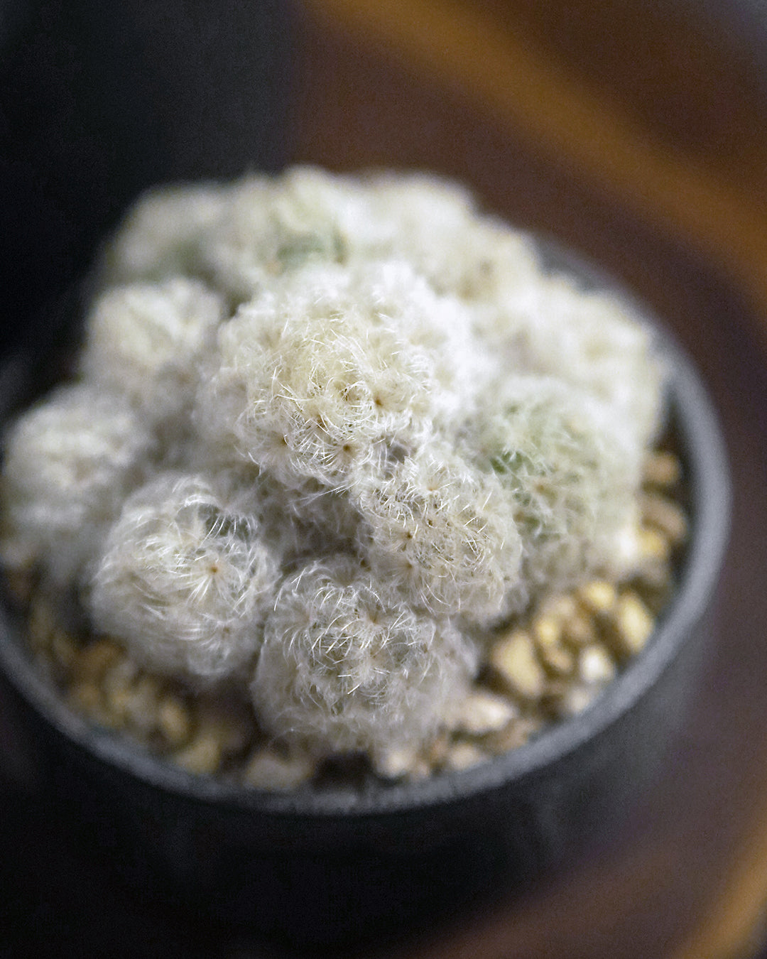 像是來自外星的可愛毛毛怪 - 02  ｜ 白星 Mammillaria plumosa , YANN CHENG