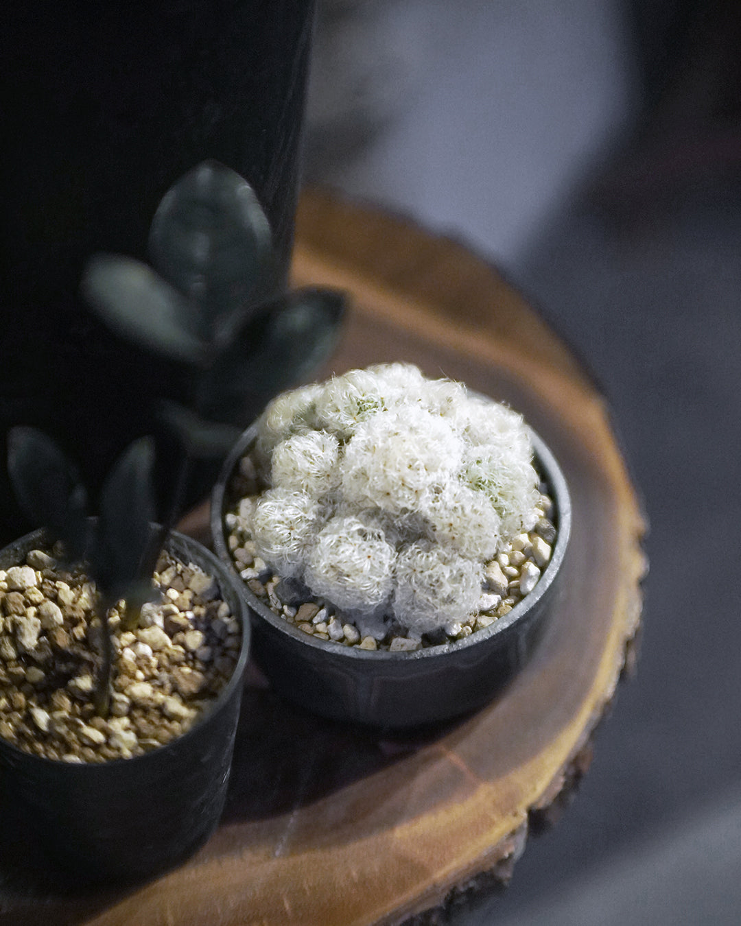 像是來自外星的可愛毛毛怪 - 02  ｜ 白星 Mammillaria plumosa , YANN CHENG