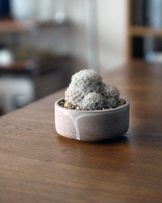 像是來自外星的可愛毛毛怪 - 01  ｜ 白星 Mammillaria plumosa , YANN CHENG