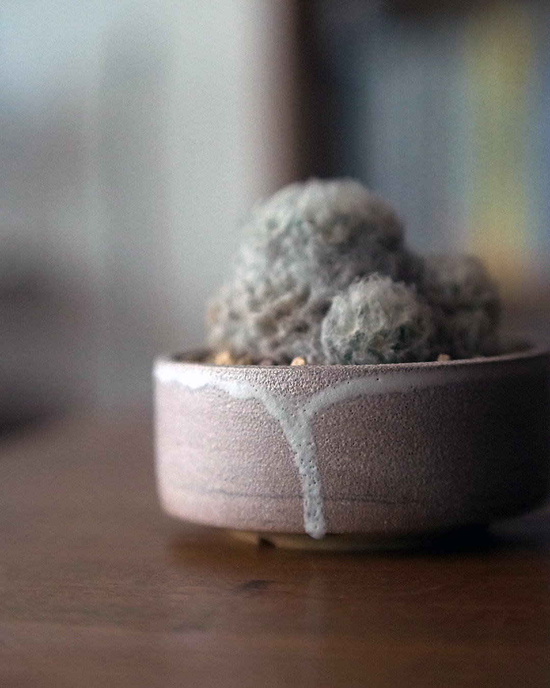 像是來自外星的可愛毛毛怪 - 01  ｜ 白星 Mammillaria plumosa , YANN CHENG