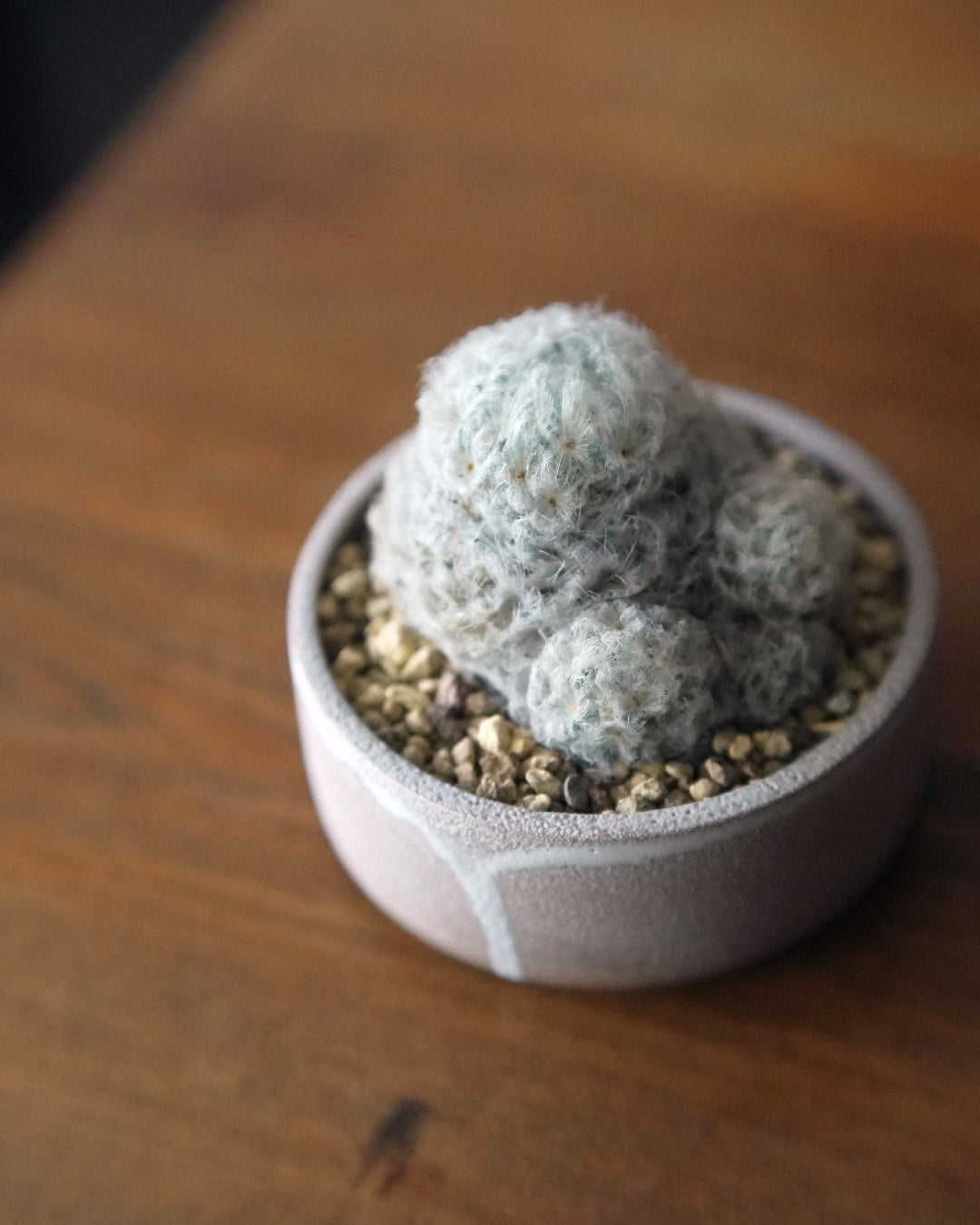 像是來自外星的可愛毛毛怪 - 01  ｜ 白星 Mammillaria plumosa , YANN CHENG