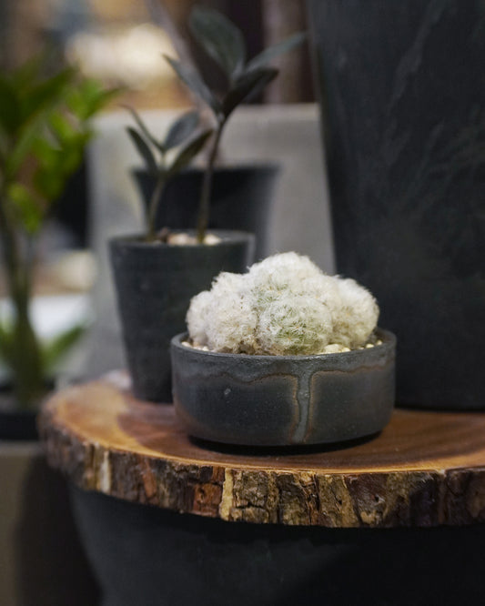 像是來自外星的可愛毛毛怪 - 02  ｜ 白星 Mammillaria plumosa , YANN CHENG