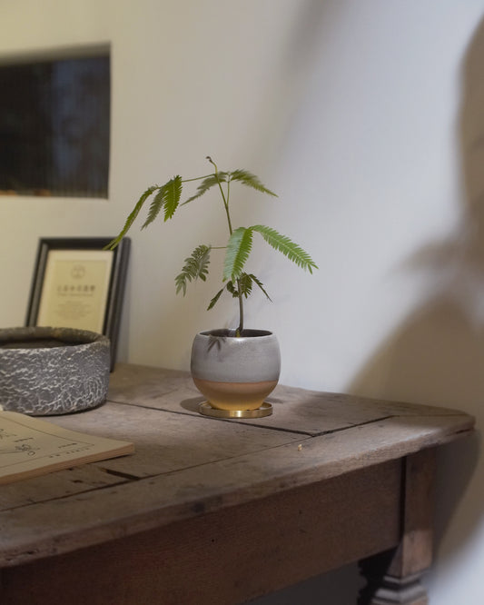 基礎配盆的小豆樹 ｜ 小豆樹 Cojoba arborea エバーフレッシュ , YANN CHENG
