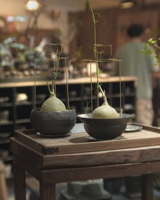 儲蓄真的很重要呀 - 002| 銀葉睡布袋 Gerrardanthus macrorrhizus , LEO SHEK 石仔