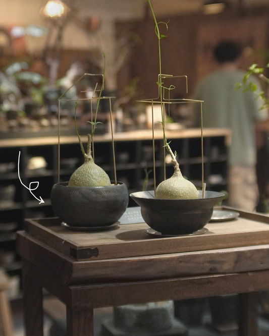 儲蓄真的很重要呀 - 004 | 銀葉睡布袋 Gerrardanthus macrorrhizus , VINCENT LAW 羅縉壕