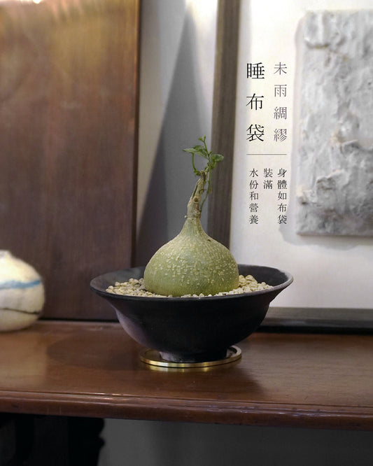 儲蓄真的很重要呀 - 001 | 銀葉睡布袋 Gerrardanthus macrorrhizus , LEO SHEK 石仔