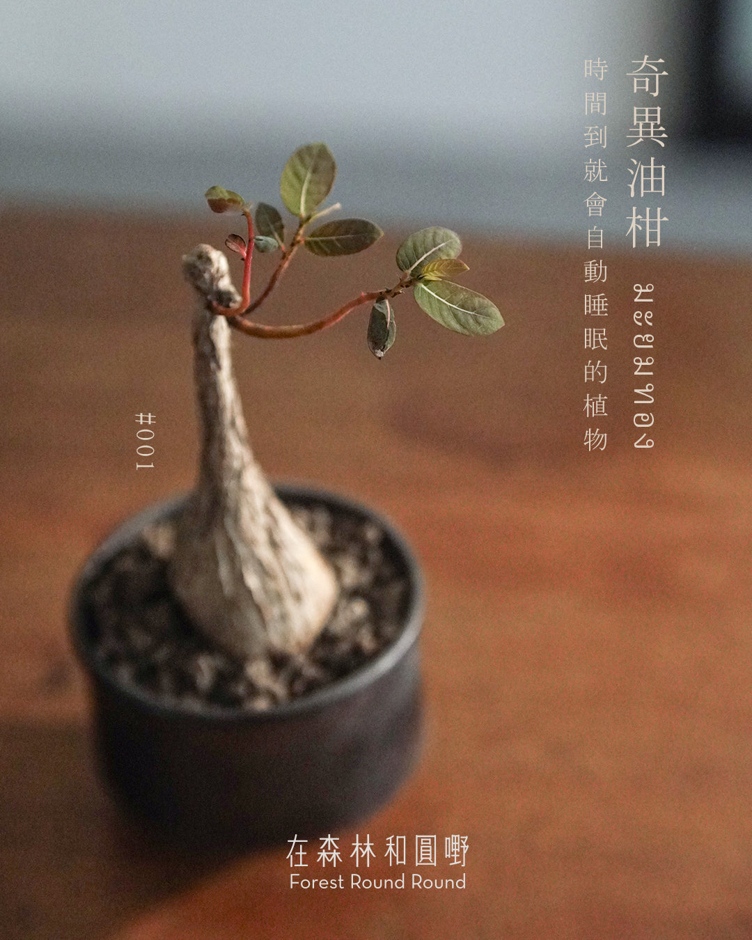 大自然世界裡開合的分寸 ｜奇異油柑 Phyllanthus mirabilis 配 陶藝家全人手制作陶花盆