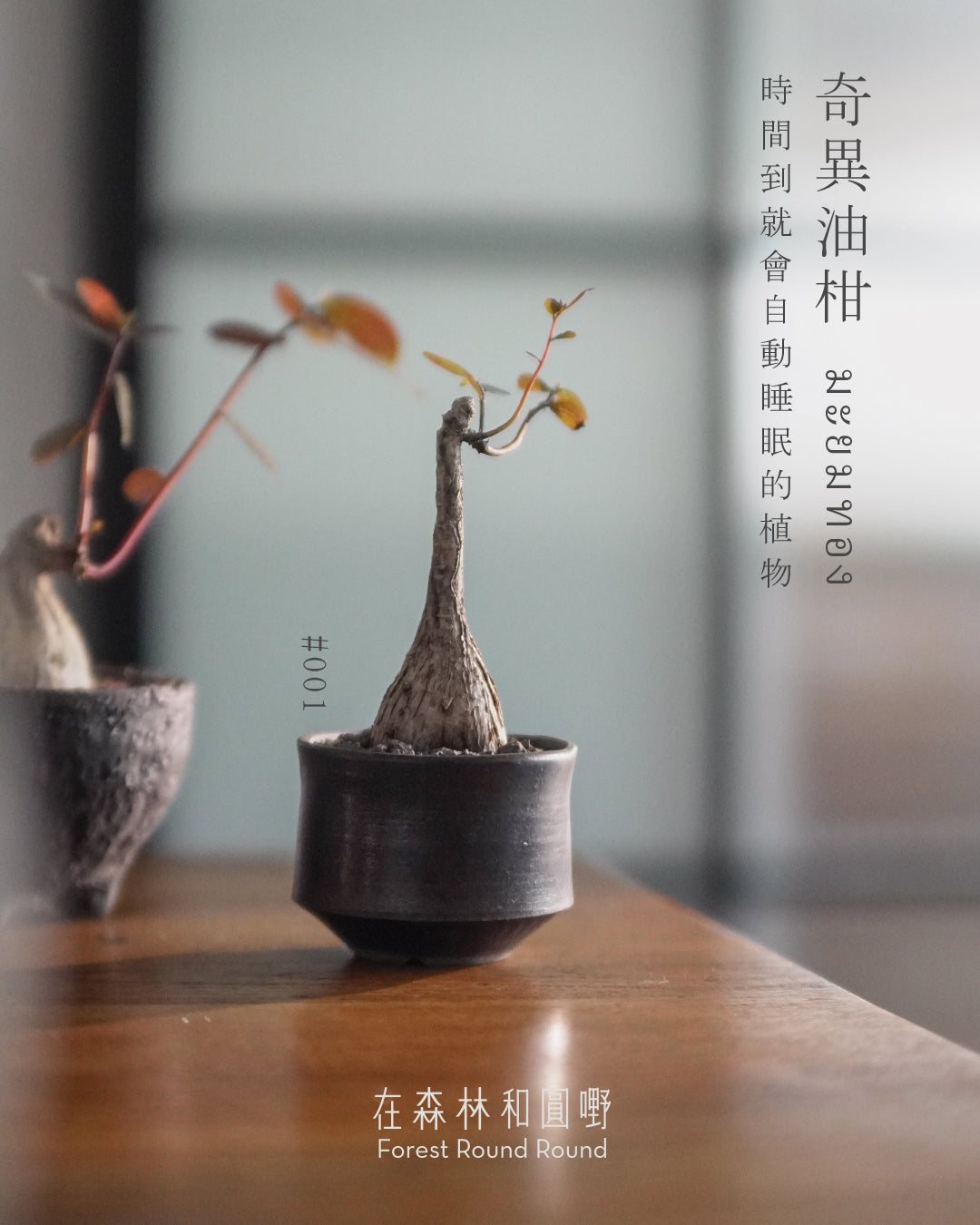 大自然世界裡開合的分寸 ｜奇異油柑 Phyllanthus mirabilis 配 陶藝家全人手制作陶花盆