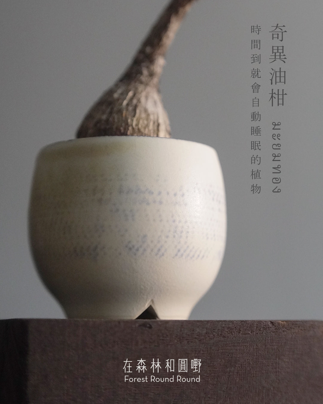 大自然世界裡開合的分寸 ｜奇異油柑 Phyllanthus mirabilis 配 陶藝家全人手制作陶花盆